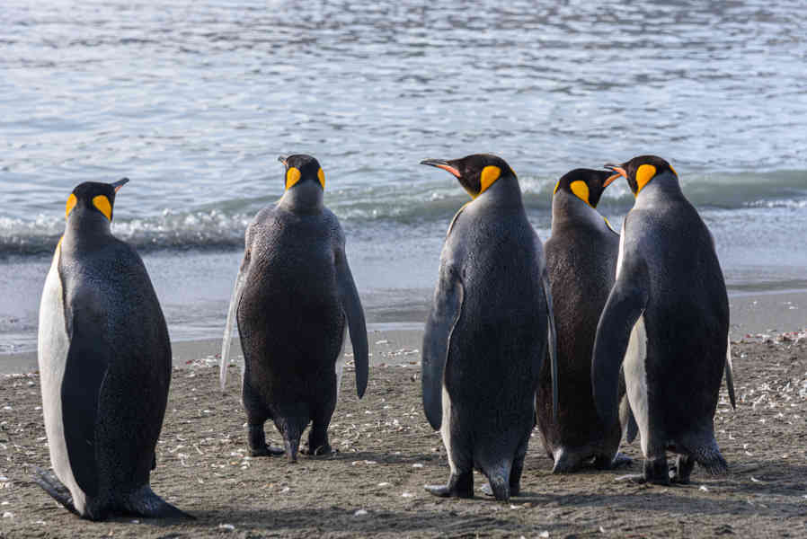 Pingüino Rey - islas Georgias del Sur 067.jpg